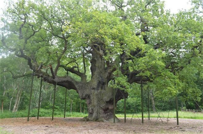 Đáng tiếc là rừng Sherwood bây giờ không còn được hùng vĩ như xưa nữa. Nhưng vẫn mừng vì hạt Nottinghamshire đã kịp thời đưa nó vào diện bảo tồn, và hãy giữ được cây sồi già thuở Robin Hood còn "ngang dọc". Nó tên là Major Oak, hiện thọ khoảng 1000 năm tuổi. 