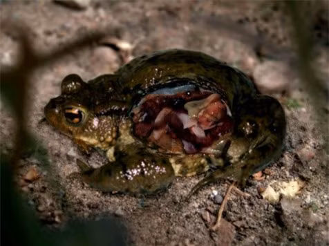 3. Động vật tự phát nổ: Hiện tượng một số loài động vật có khả năng “tự sát” bằng cách làm nổ tung cơ thể mình có thể vẫn còn là điều mới mẻ với nhiều người. Năm 2004, tại Đài Loan (Trung Quốc), một chú cá nhà táng dài 17m, nặng 50 tấn bỗng dưng nổ tung, làm “kinh hồn bạt vía” khách du lịch và tất cả các chủ cửa hàng ven biển. Về sau, nguyên nhân “vụ nổ” được giải thích là do bọc khí trong cơ thể con cá ngày càng phình to, áp suất lớn đủ phá tung cả khối thịt 50 tấn này.