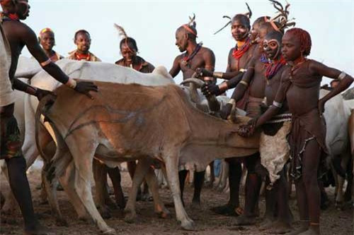 3. Nhảy qua lưng bò để lấy vợ: Ở bộ tộc Hamar (phía đông thung lũng Omo, nam Ethiopia), nếu muốn lấy được vợ, một chàng trai phải thực hiện nghi lễ nhảy qua lưng bò trong tình trạng khỏa thân hoàn toàn. Họ phải nhảy qua lưng bò 4 lần để chứng minh sức mạnh của mình. Những chú bò này thường là bò cái hoặc bò đực thiến xếp thành hàng 10 con. Một người đàn ông trẻ khỏe sẽ giữ chặt đầu bò để giảm sự nguy hiểm cho người tham gia nghi lễ. Nếu thành công, chàng trai có thể lấy vợ vài tuần sau đó. Tuy nhiên, nếu thất bại, đó sẽ là sự nhục nhã của bản thân cùng cả gia đình. Và tất nhiên, chàng trai cũng không được nghĩ tới chuyện kết hôn nữa.