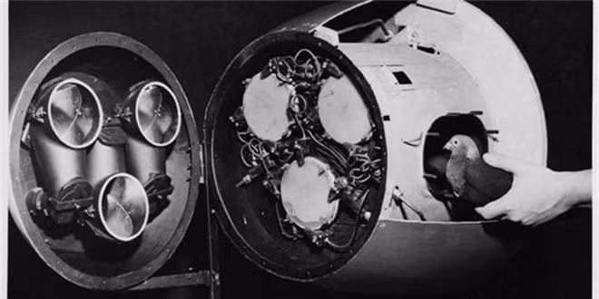 6. Tên lửa do chim bồ câu dẫn đường của Mỹ: Dự án sử dụng chim bồ câu để điều khiển tên lửa được Mỹ triển khai trong Thế chiến II. Theo đó, người ta sẽ đưa những con bồ câu vào trong buồng lái một quả tên lửa. Trên màn hình là hình ảnh trực diện của mục tiêu. Những con bồ câu sẽ mổ vào đó để điều hướng tên lửa. Dù hoài nghi về tính khả thi của dự án nhưng Ủy ban Nghiên cứu Quốc phòng Mỹ vẫn chi 25.000 USD kinh phí nghiên cứu. Tuy nhiên, nó vẫn bị hủy bỏ trong năm 1944. Năm 1948, Hải quân Mỹ khôi phục dự án nhưng nó tiếp tục bị hủy bỏ năm 1953 sau khi người ta tạo ra hệ thống dẫn đường điện tử đáng tin cậy cho tên lửa.