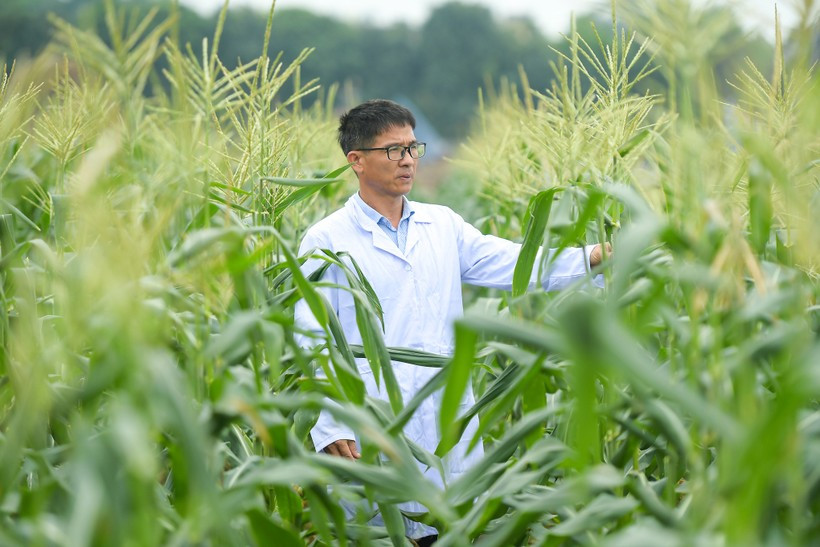 Cac nha khoa hoc Viet lai tao giong ngo ngot an lien