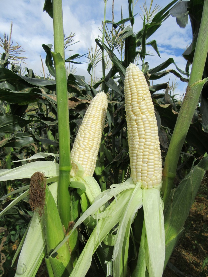 Cac nha khoa hoc Viet lai tao giong ngo ngot an lien-Hinh-2