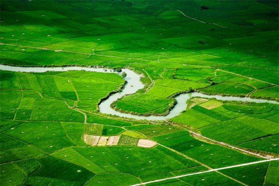 Những thửa ruộng xanh mướt ở Bắc Sơn.