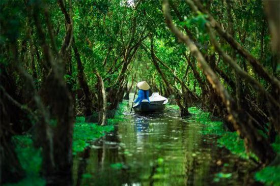 Rừng tràm Trà Sư ở Châu Đốc.