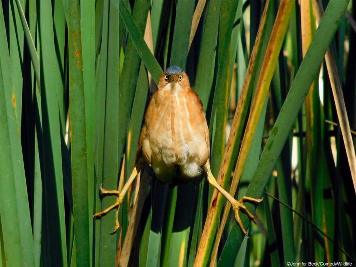 Biểu cảm giận dữ nhưng không kém phần đáng yêu của chú chim khiến chúng ta phải bật cười.