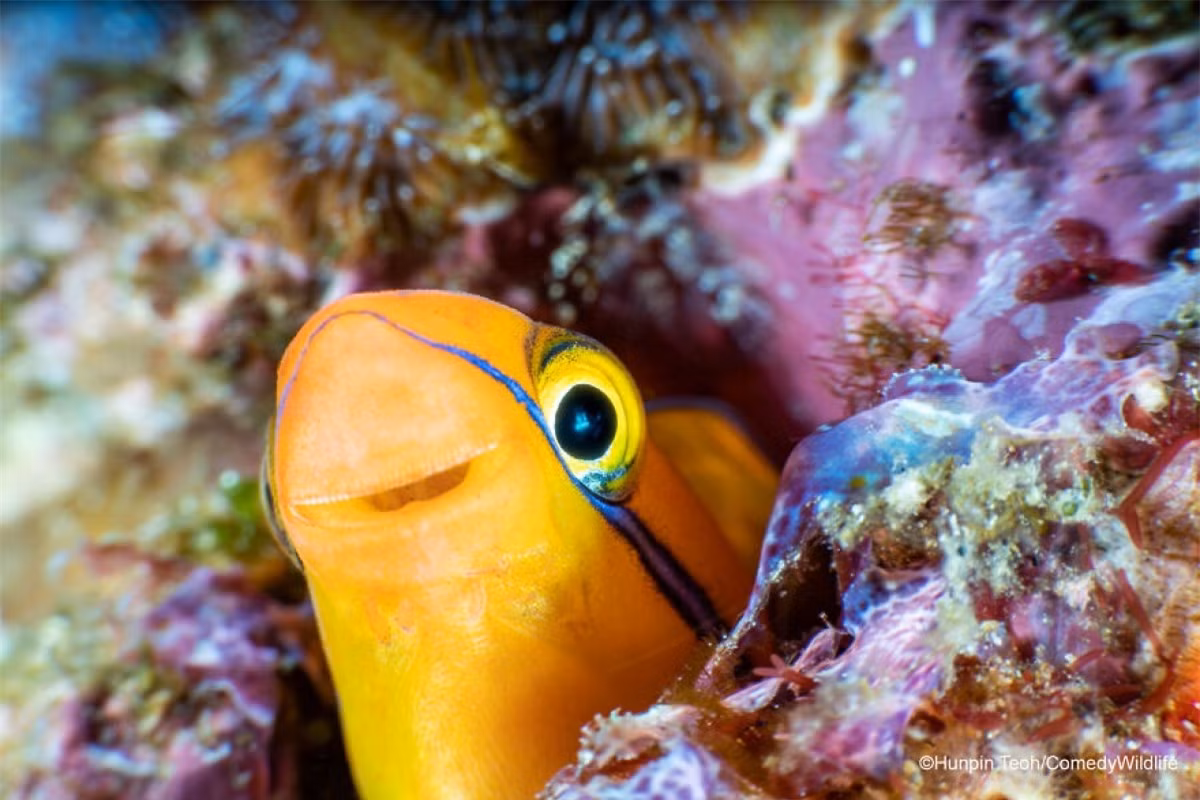 Khuôn mặt đáng yêu của một chú cá Fangblenny sọc xanh - loài cá có khả năng thay đổi màu sắc để đánh lừa kẻ thù và ngụy trang trong những rạn san hô rực rỡ sắc màu ở các vùng biển nhiệt đới.