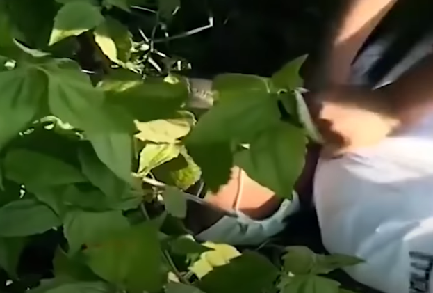 Tại đây, Minh đưa cho em gái của bạn gái hai chiếc nhẫn màu vàng vừa cướp được. Sau đó, chở người yêu đến TP. Bà Rịa thuê phòng trọ quan hệ tình dục. Đến 9h ngày 16/10/2013, Minh đi xe ô tô khách lên Lâm Đồng bỏ trốn, vừa đặt chân vào nhà cậu đã bị trinh sát Công an tỉnh Bà Rịa - Vũng Tàu phục kích tóm gọn.