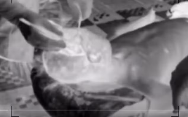 Kết quả khám nghiệm cho thấy, vùng đầu, mặt dính nhiều máu khô, mắt phải bầm tím xung quanh, nửa đầu ngoài vùng má có nhiều lỗ thủng từ ngoài vào trong tổng số là 75 lỗ.... nơi anh Q. bị bắn chết cách bản Phiên Mựt 1km về phía Bắc, trên con đường mòn đi lại của dân.