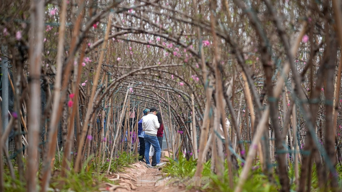 Dao Nhat Tan khoe sac ruc ro, gia tang cao nhung van hut khach-Hinh-2