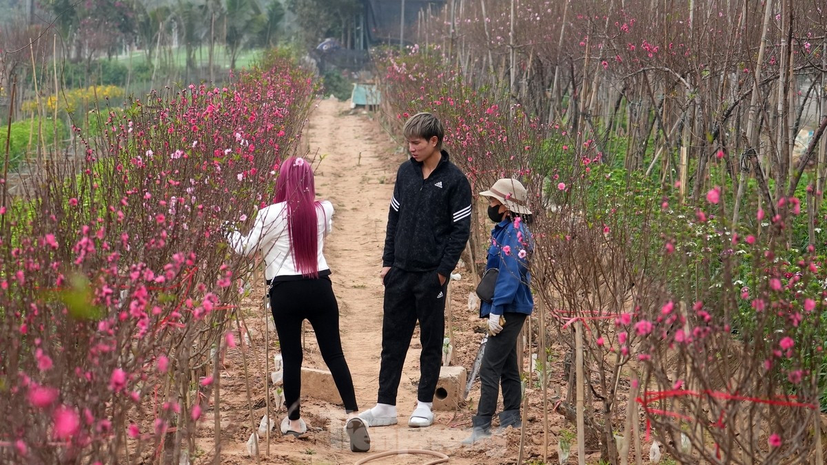 Dao Nhat Tan khoe sac ruc ro, gia tang cao nhung van hut khach