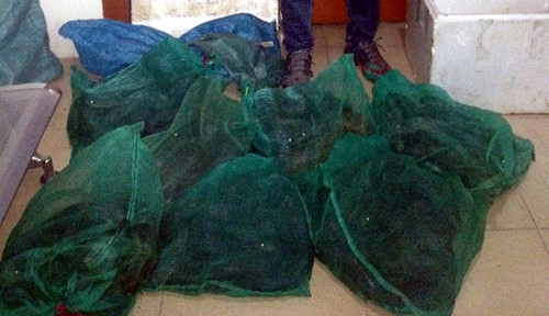 Số lượng rắn hổ mang chúa.