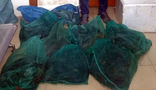 Số lượng rắn hổ mang chúa.