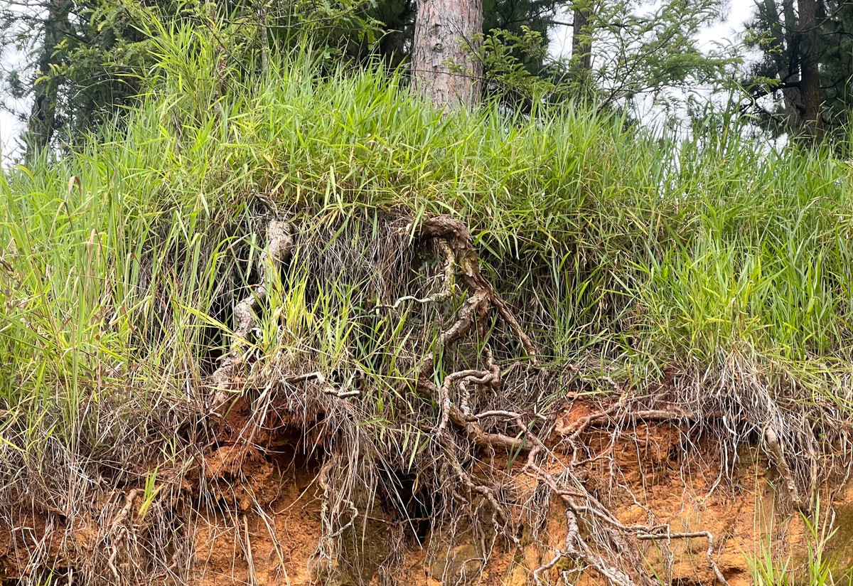 Nhà chỉ có hai mẹ con, phòng con trai ở phía cuối nhà. Nhiều hôm mưa lớn, tôi phải gọi con trai ra phòng trước ngủ vì sau nhà có nhiều cây thông cao khoảng 15m đã đổ khi có mưa lớn", chị Hạnh lo lắng.