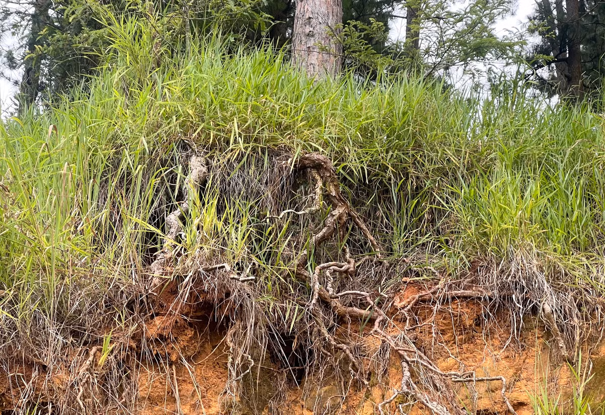 Nhà chỉ có hai mẹ con, phòng con trai ở phía cuối nhà. Nhiều hôm mưa lớn, tôi phải gọi con trai ra phòng trước ngủ vì sau nhà có nhiều cây thông cao khoảng 15m đã đổ khi có mưa lớn", chị Hạnh lo lắng.