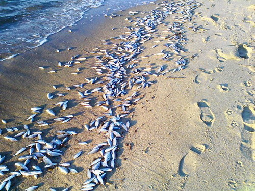 Mơ nhặt được cá chết: Đây là giấc mơ bại vận. Giấc mơ này là dấu hiệu cho thấy, gần đây, cuộc sống của bạn không được như ý, tình duyên bình thường, tài vận sa sút…