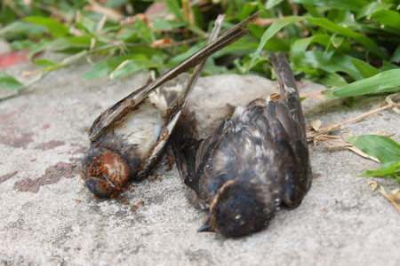 Những xác chim bị kiến lửa ăn sau khi "làm trò mua vui" cho người bán chim và người phóng sanh - Ảnh: Mễ Thành Thuận.