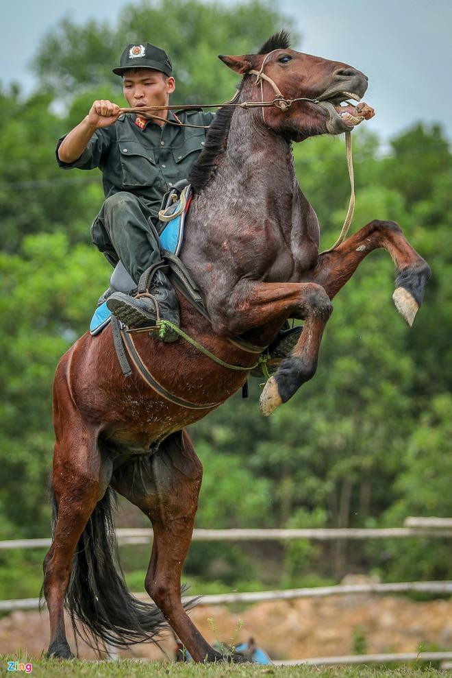 Ngựa là giống có bản tính tự do, hoang dã và rất mạnh mẽ, chính vì thế để huấn luyện được những chú ngựa hoang, điều quan trọng đó là không được chịu thua ngựa, các chiến sĩ trong đoàn CSCĐ kỵ binh luôn tâm niệm, nó càng cương, bướng, mình càng phải nghiêm, phải khống chế nó bằng được. "Chỉ cần mình chịu thua nó một lần, lần sau ngựa sẽ càng không nghe lời", một chiến sĩ nói.