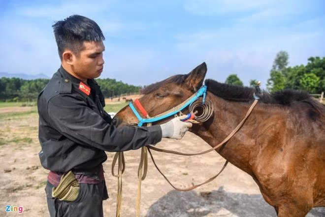 Trước mỗi buổi tập, các chiến sĩ CSCĐ phải vuốt ve chào hỏi và vệ sinh lông ngựa. Ngựa vốn là loài có trí thông minh phát triển nên thông qua các hành động vỗ về, cử chỉ nhẹ nhàng cũng như lời nói động viên của chiến sĩ khiến chúng nghe lời hơn, vào bài tập nhanh hơn.