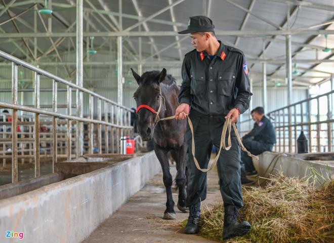 “Hơn 70 chú ngựa đang được huấn luyện tại đây, mỗi con có một tính cách khác nhau. Có những con rất khó gần, hung dữ. "Tí hon" của tôi là một chú ngựa nhát người. Lần đầu gặp tôi, nó sợ và bỏ chạy khi tôi thử đeo cương. Sau quãng thời gian thuần hóa, đến nay "Tí hon" đã nằm trong tốp những chiến mã có thể hình tốt, các động tác huấn luyện đều chuẩn, đẹp và đặc biệt là rất ngoan, biết nghe lời", hạ sĩ Phan Đức Kỷ chia sẻ.