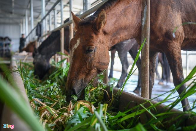 Ngựa ăn một ngày 3 bữa chính gồm bữa sáng lúc 5h30, bữa trưa lúc 11h và bữa chiều cùng bữa phụ lúc 20h. Mỗi con nặng từ 300-400 kg, trong khi lượng thức ăn hàng ngày chiếm 10% trọng lượng cơ thể nên chất thải cũng rất lớn.