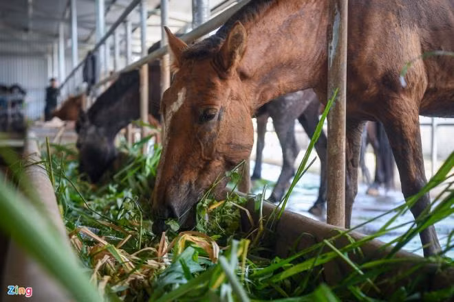 Ngựa ăn một ngày 3 bữa chính gồm bữa sáng lúc 5h30, bữa trưa lúc 11h và bữa chiều cùng bữa phụ lúc 20h. Mỗi con nặng từ 300-400 kg, trong khi lượng thức ăn hàng ngày chiếm 10% trọng lượng cơ thể nên chất thải cũng rất lớn.