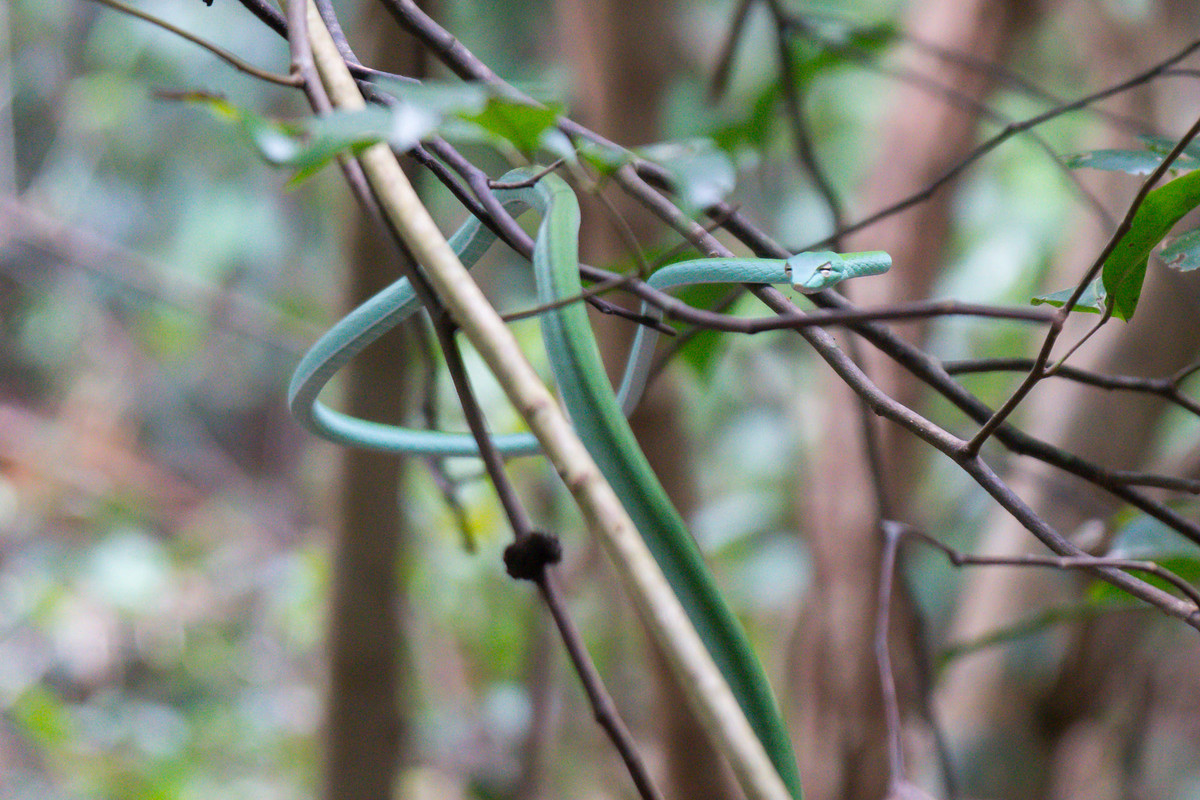 Vẻ đẹp của cuộc sống hoang dã. Ảnh: Nicolas Michaelis / 500px.com.