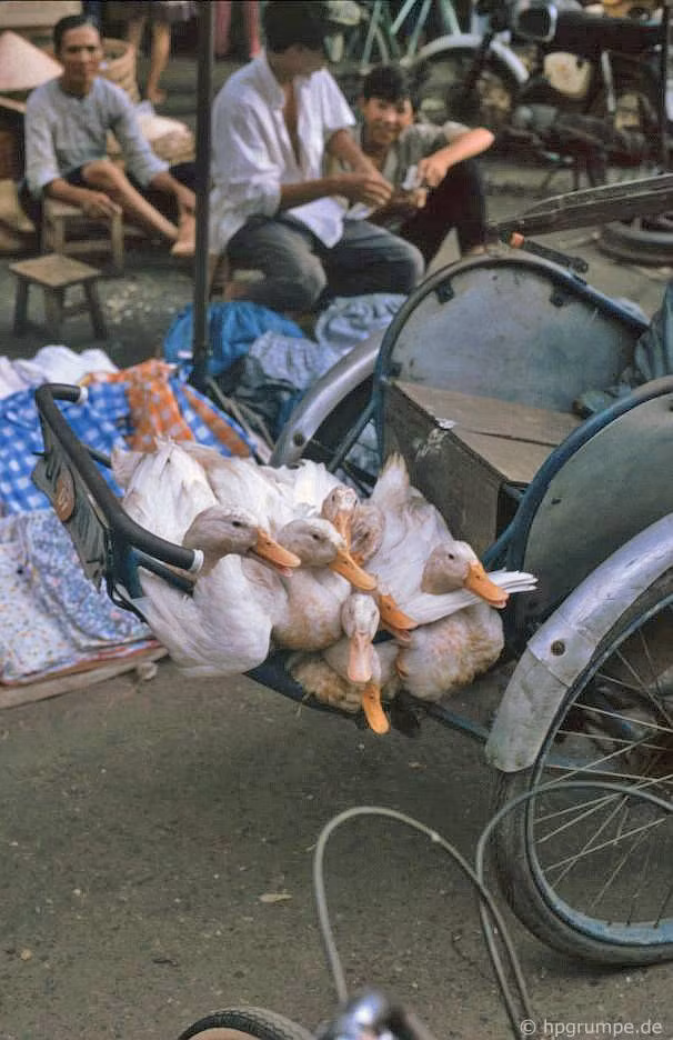 Những con vịt trên chiếc xích lô đổ ngoài chợ.