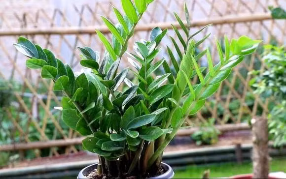  Đặc biệt, khi cây kim tiền nở hoa, đó được xem là dấu hiệu báo hiệu năm mới đại cát, đại lợi cho gia chủ. Hương thơm nhẹ nhàng từ cây kim tiền giúp không gian trở nên dễ chịu và thư thái, phù hợp để trưng bày ở phòng khách hoặc bàn làm việc.