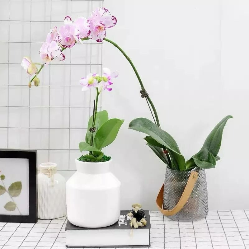  Lan hồ điệp: Lan hồ điệp từ lâu đã được coi là loài hoa của giới thượng lưu bởi vẻ đẹp kiêu sa và hương thơm quý phái. Mỗi chậu lan hồ điệp không chỉ là tác phẩm nghệ thuật mà còn là biểu tượng của sự trường tồn và hạnh phúc viên mãn. 