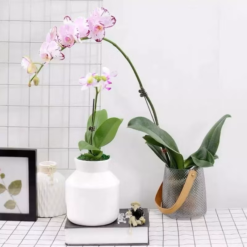  Lan hồ điệp: Lan hồ điệp từ lâu đã được coi là loài hoa của giới thượng lưu bởi vẻ đẹp kiêu sa và hương thơm quý phái. Mỗi chậu lan hồ điệp không chỉ là tác phẩm nghệ thuật mà còn là biểu tượng của sự trường tồn và hạnh phúc viên mãn. 