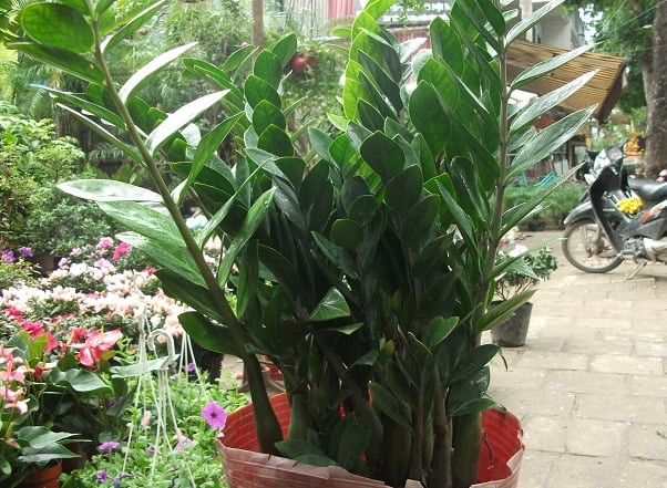 Hãy thử lựa chọn một trong những cây cảnh này để ngôi nhà bạn thêm rực rỡ và tràn đầy may mắn nhé!