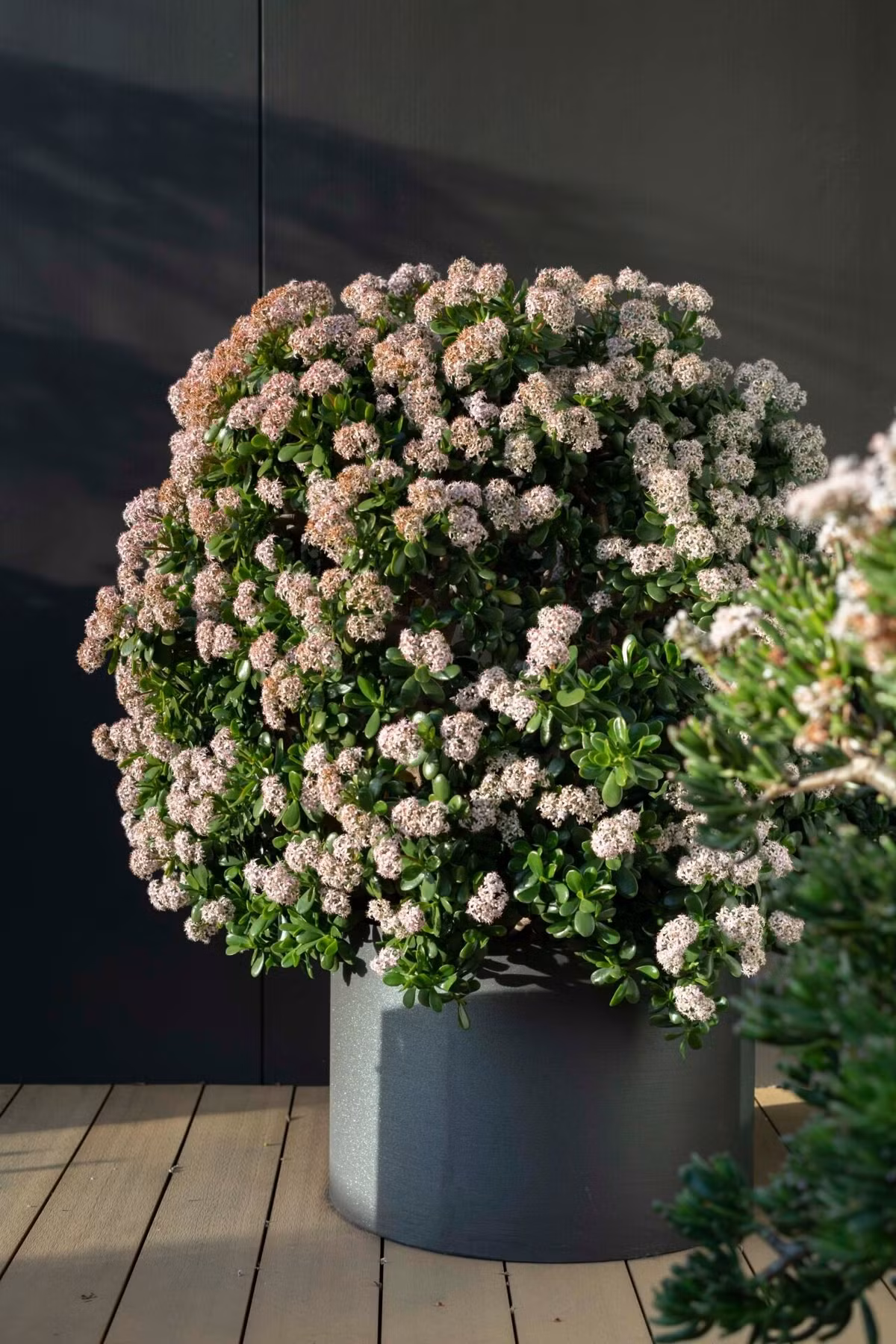  Hương thơm thoang thoảng từ loại cây này cũng góp phần tạo nên một không gian sống thanh lịch, sang trọng, đúng chuẩn phong cách của giới nhà giàu.