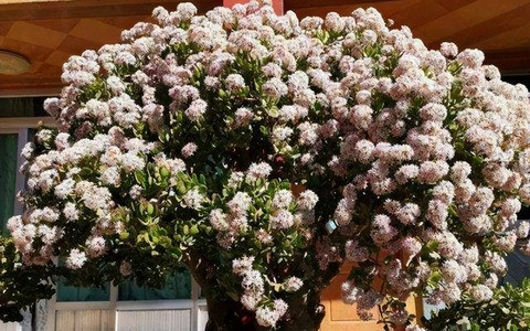 Cây ngọc ngân: Ngọc ngân, hay còn gọi là cây vạn lộc, mang vẻ đẹp nhẹ nhàng với lá xanh xen trắng, tượng trưng cho sự hài hòa và giàu có. Đặt một chậu ngọc ngân trong nhà giúp gia chủ thu hút tài lộc, bình an và thuận lợi trong mọi việc. 