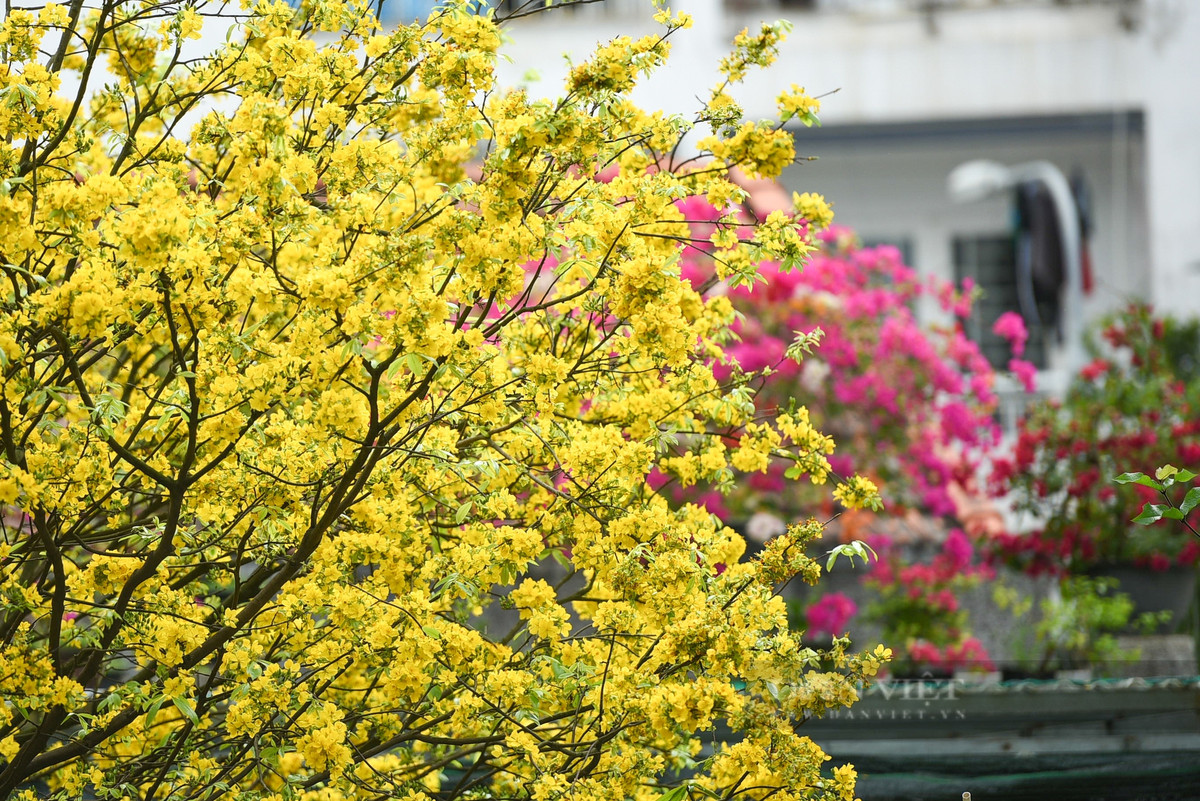  Hương thơm nhẹ nhàng từ hoa mai không chỉ tạo cảm giác dễ chịu mà còn mang ý nghĩa xua tan điều xui rủi, chào đón một năm mới tràn đầy may mắn. 