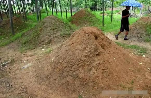 4 quy tac khi tao mo Tet Thanh minh de duoc may man