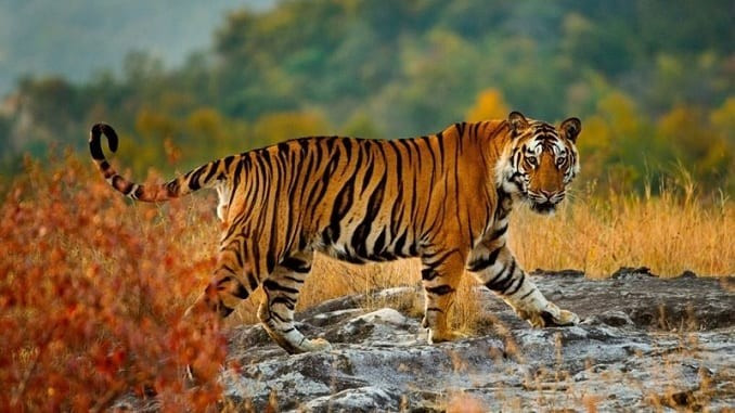 Cát khí lan tràn báo hiệu đây là một tuần đầy sự lãng mạn và ngọt ngào với người tuổi Dần. Người độc thân vượng đào hoa, nên tận dụng cơ hội này để tìm kiếm một nửa phù hợp.