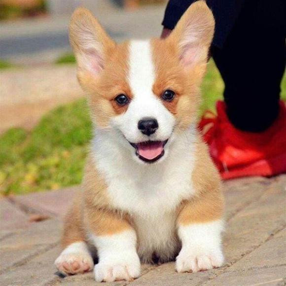  Họ sẽ dùng hành động của mình để chứng minh tình yêu của mình và để vợ cảm nhận được sự quan tâm, yêu thương của họ. Ngay cả khi đôi khi bất đồng quan điểm với vợ về những vấn đề nhỏ nhặt, họ cũng sẽ chủ động xin lỗi và làm vợ vui. 