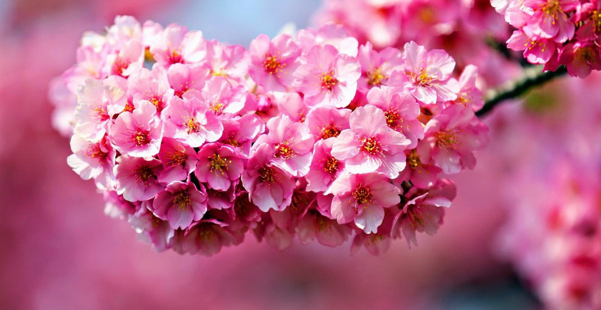 3 con giáp tài lộc tăng vùn vụt trước Tết Nguyên đán - Hình 2 3 con giap tai loc tang vun vut truoc Tet Nguyen dan-Hinh-2