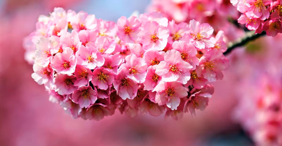 3 con giap tai loc tang vun vut truoc Tet Nguyen dan-Hinh-2