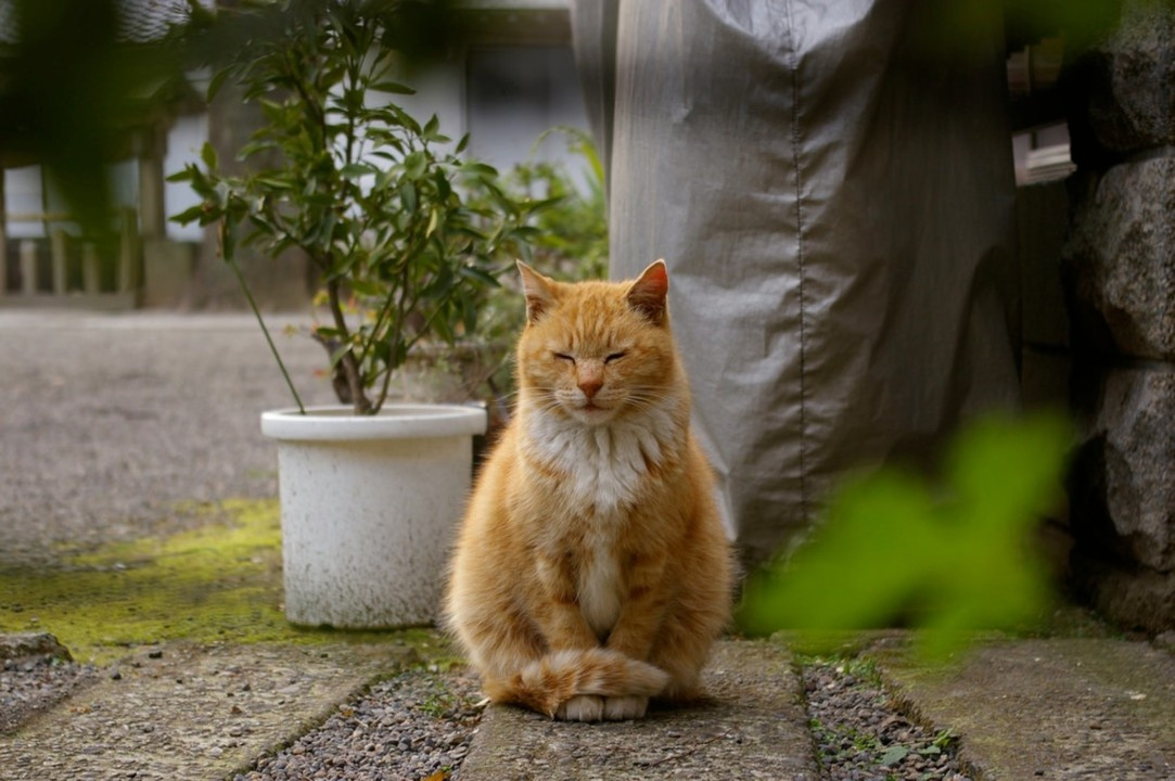 Người theo đạo Phật cho rằng chúng có thể xua đuổi tà ma, và ngưỡng mộ chúng vì bản tính trầm lặng. Tuy nhiên, họ không coi mèo là loài vật thiêng liêng. Ảnh: Distilled.