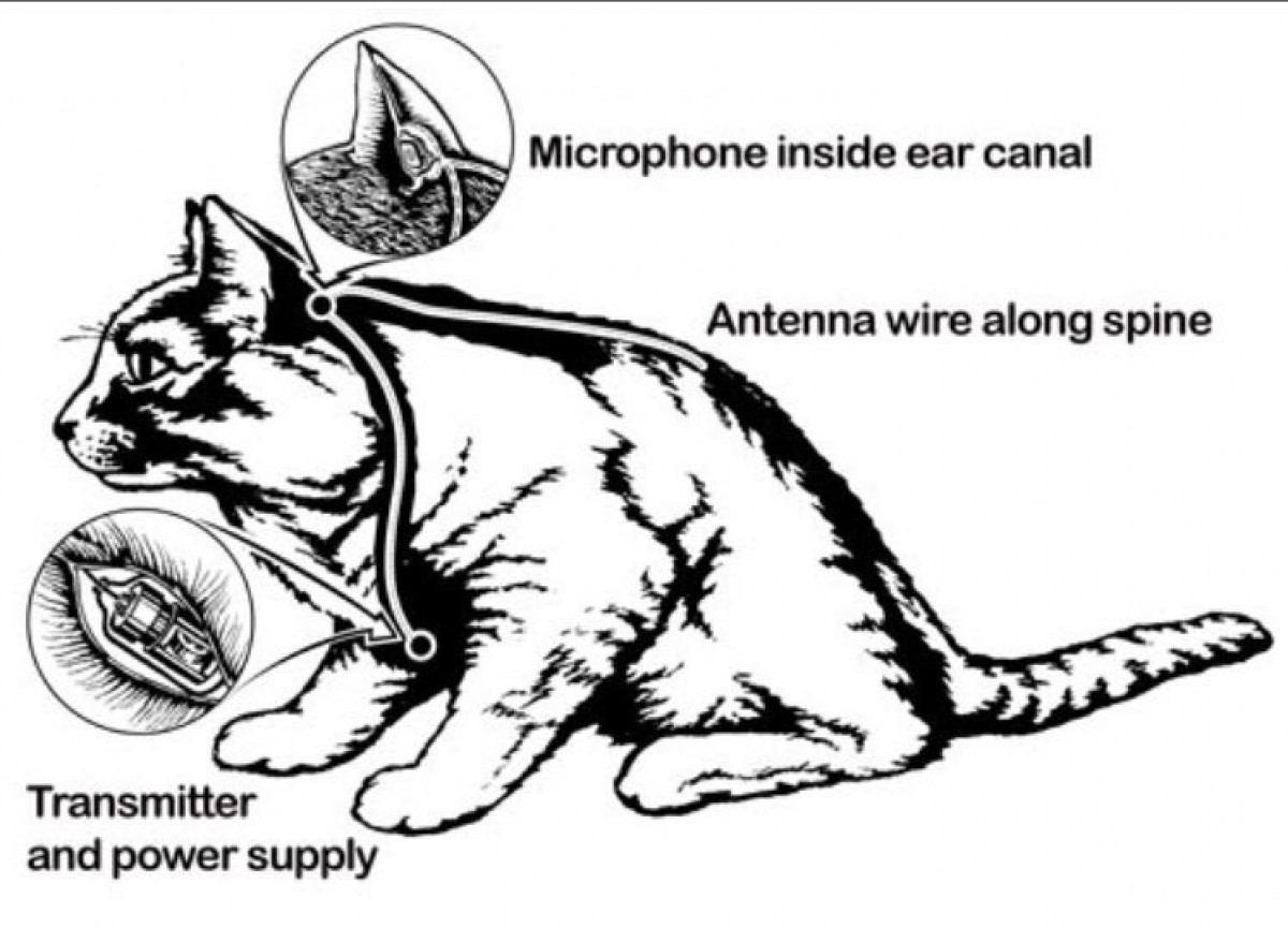 Dự án huấn luyện mèo thành điệp viên của CIA vì sao thất bại? Du an huan luyen meo thanh diep vien cua CIA vi sao that bai?