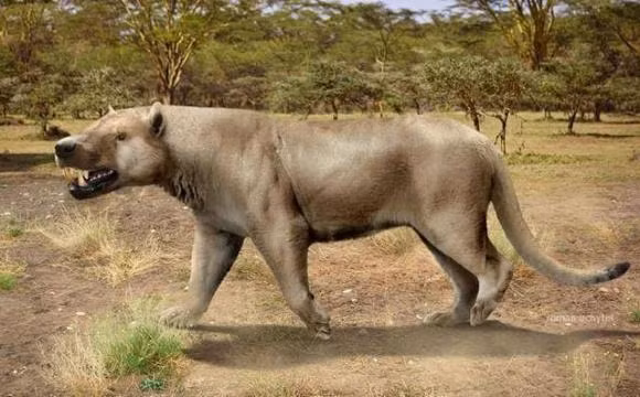 Su tu tien su chau Phi, loai khong san ca te giac va voi-Hinh-4