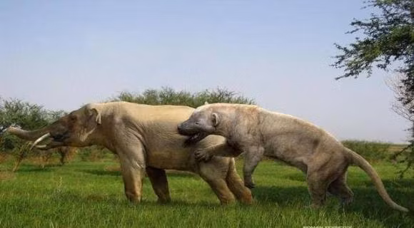 Su tu tien su chau Phi, loai khong san ca te giac va voi-Hinh-5