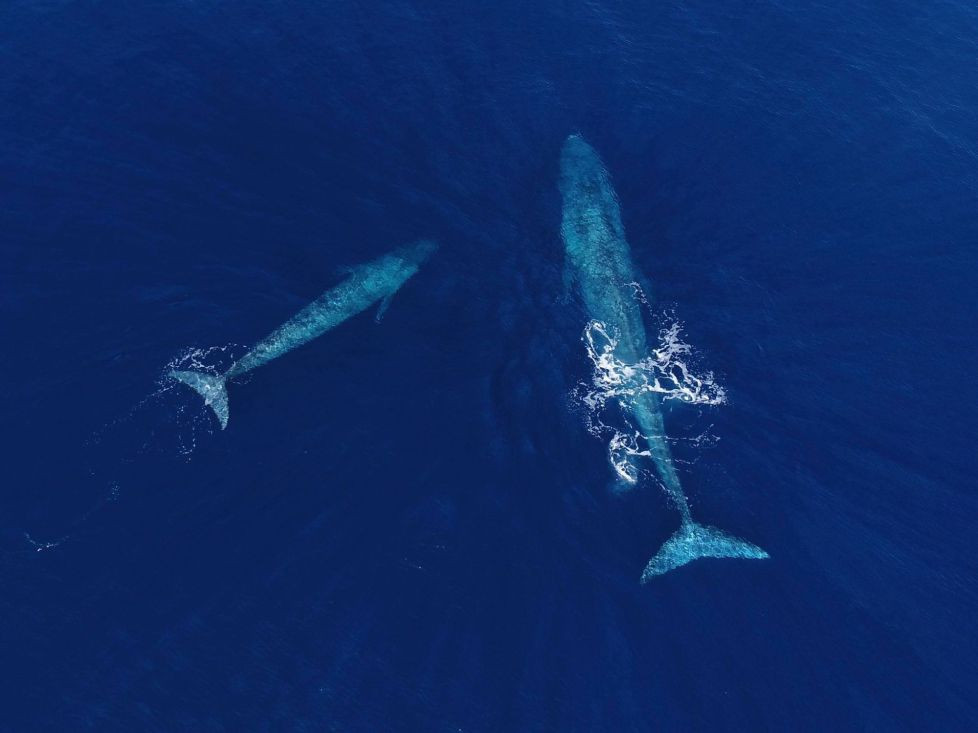 Nhung dong vat lon nhat tung song tren Trai Dat co the ban chua biet-Hinh-6