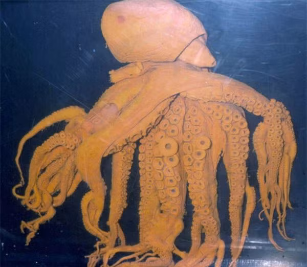 Bat duoc con bach tuoc nhu buoc ra tu phim kinh di-Hinh-3