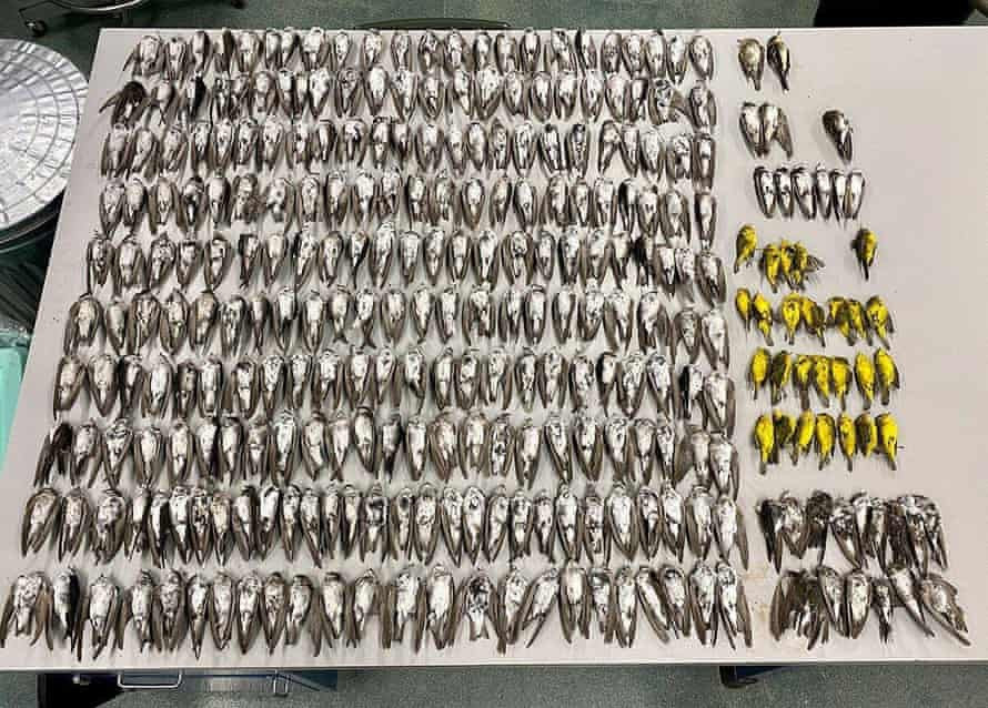 Can benh bi an giet chet hang nghin con chim o My