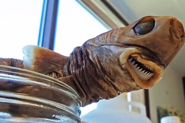 Sinh vat nho xiu co the dung rang can hong tau ngam