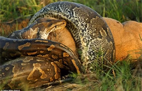 Hãi hùng nhìn trăn khổng lồ nuốt linh dương đầu bò ảnh 4