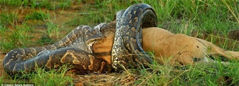 Hãi hùng nhìn trăn khổng lồ nuốt linh dương đầu bò ảnh 1