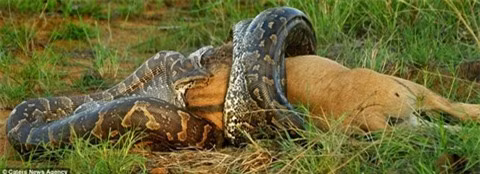 Hãi hùng nhìn trăn khổng lồ nuốt linh dương đầu bò ảnh 1